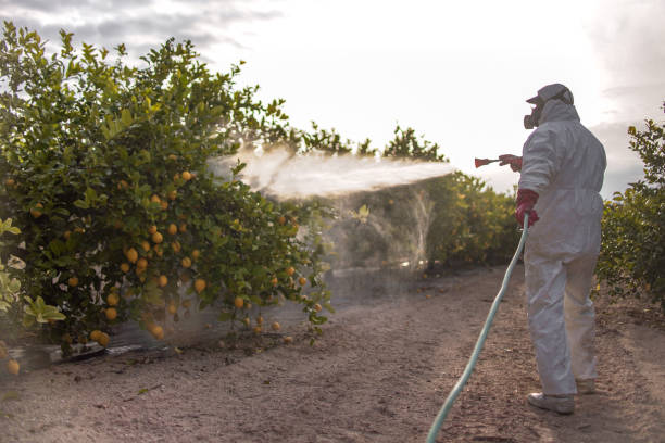 Best Ant Control Services  in Jackson, CA
