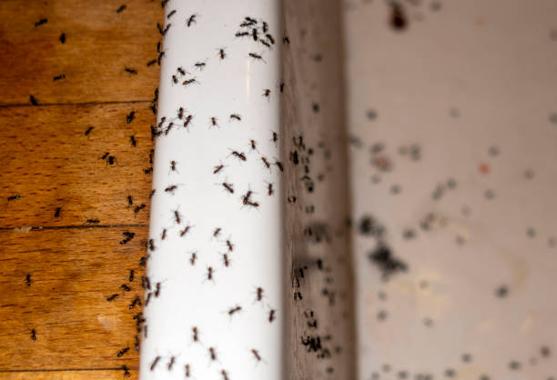 Best Best Pest Control Companies  in Jackson, CA