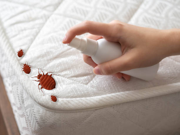 Best Affordable Pest Control Services  in Jackson, CA