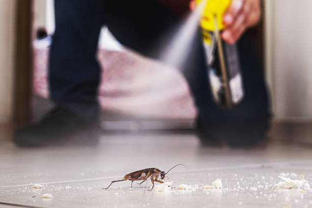 Best Mosquito Control Services  in Jackson, CA
