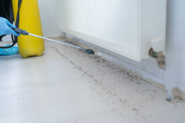 Best Cockroach Control Services  in Jackson, CA